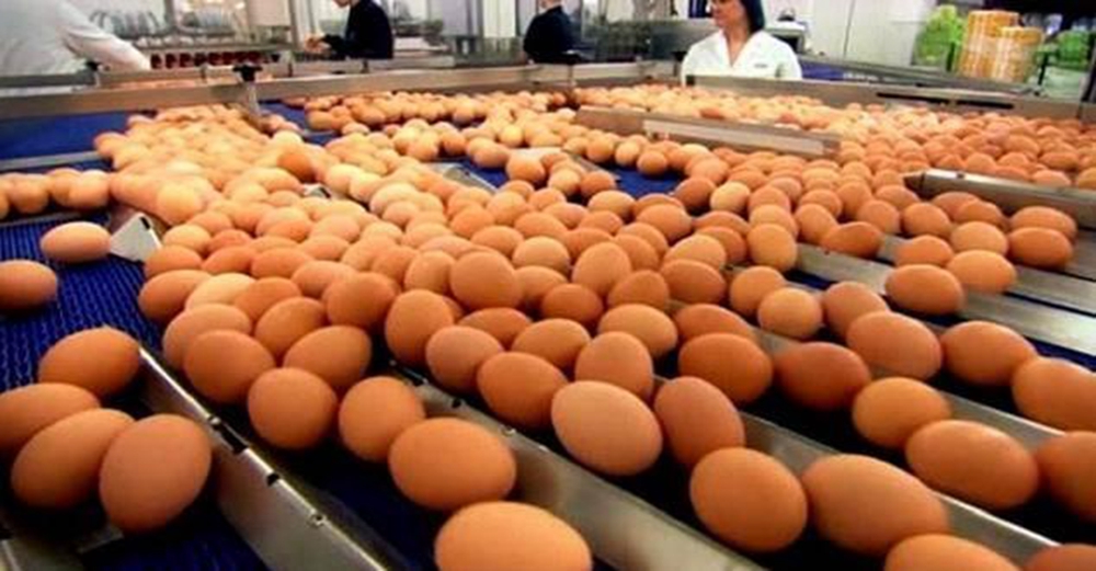超市的雞蛋不是母雞下的？實拍工廠生產雞蛋全過程，看完恍然大悟
