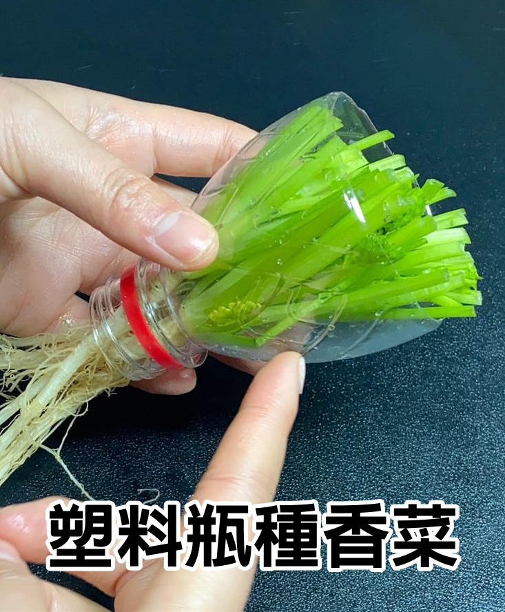 把香菜插進塑料瓶，吃一斤變3斤，還好菜販子教我方法，真實用