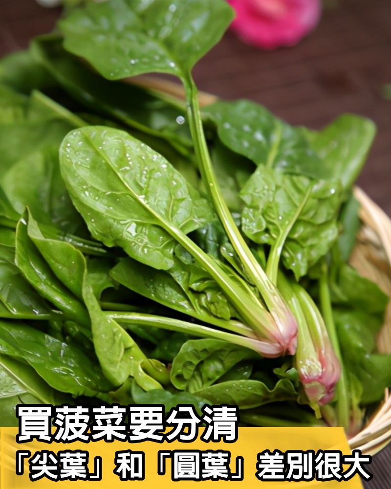 買菠菜，要分清「尖葉」和「圓葉」差別很大，弄明白了再掏錢