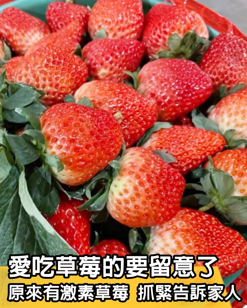 愛吃草莓的要留意了，原來還有激素草莓，我也剛知道抓緊告訴家人