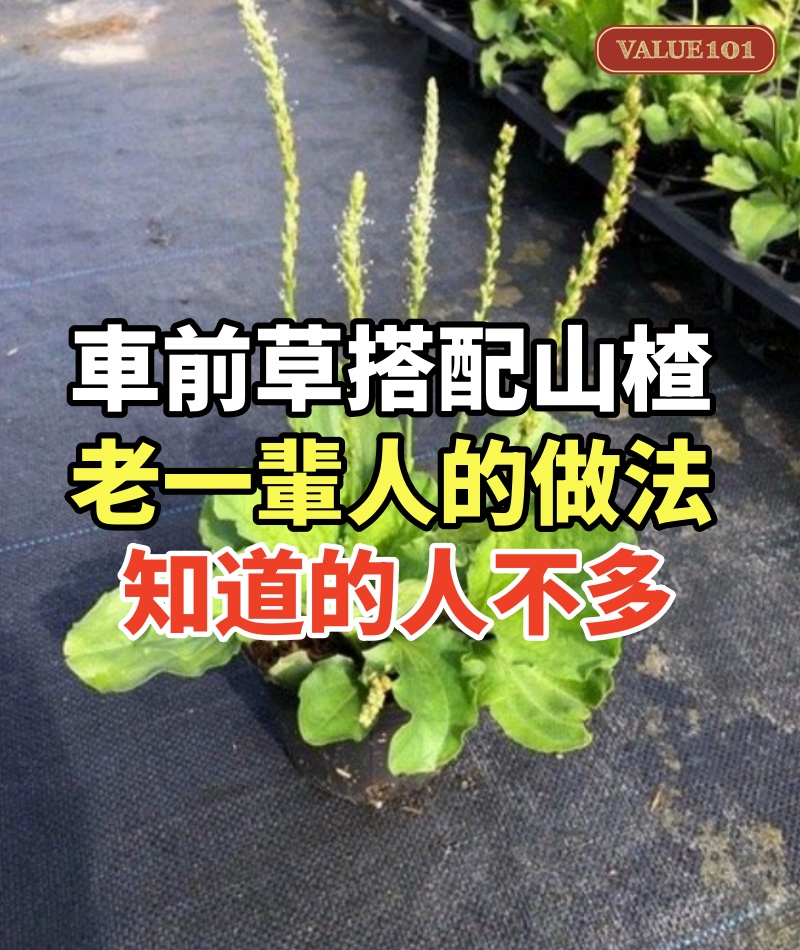 車前草搭配山楂，老一輩人的做法，知道的人不多