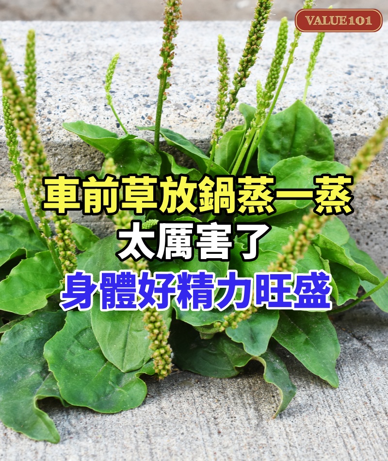 車前草放鍋蒸一蒸，太厲害了，88歲中醫用一輩子，身體好精力旺盛