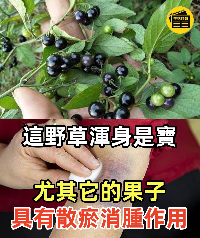 這種常見的野草，其實渾身是寶，尤其它的果子，好吃「作用多」，特別珍貴