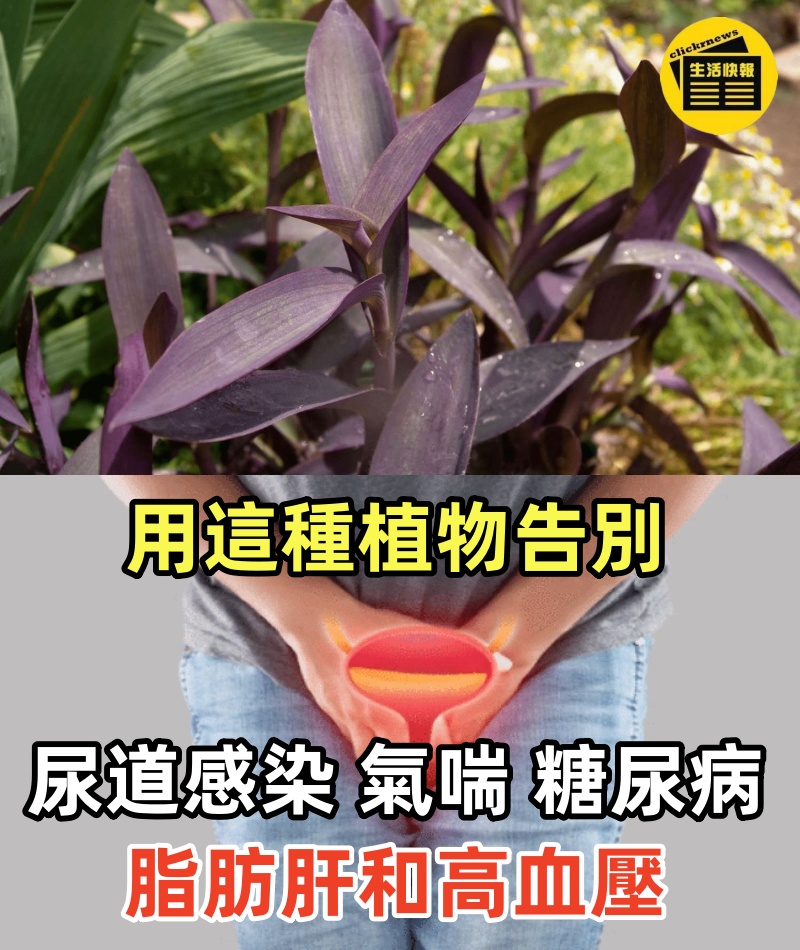 用這種植物告別尿道感染、氣喘、糖尿病、血液循環不良、脂肪肝和高血壓，完整配方在第一條留言